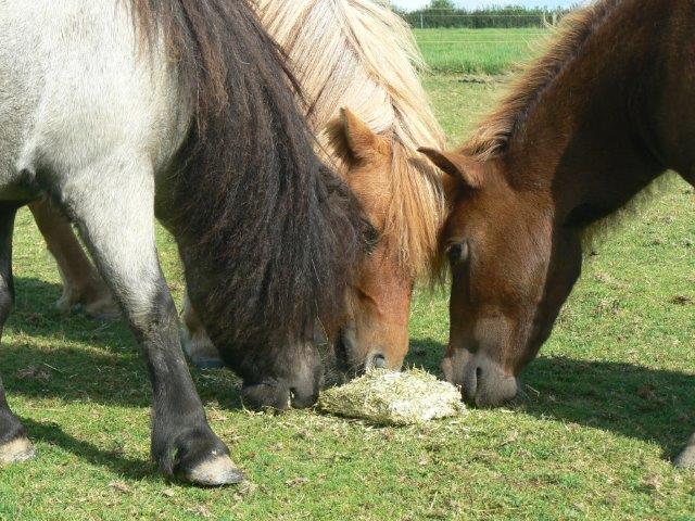 Vitamunch Marvellous Meadow