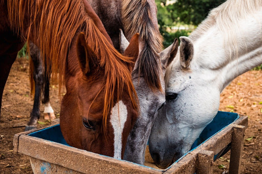 Choosing the Best Supplements for Your Horse: An Irish Equestrian’s Guide