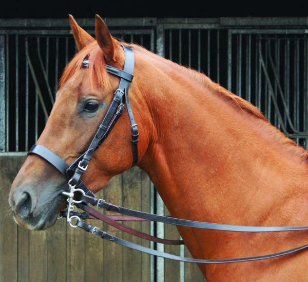 Chukka Leather Polo Bridle & Reins