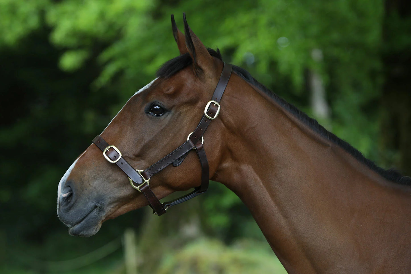 BREEZE UP LATIGO Leather Headcollar Stallion Brown 1/4 MOON