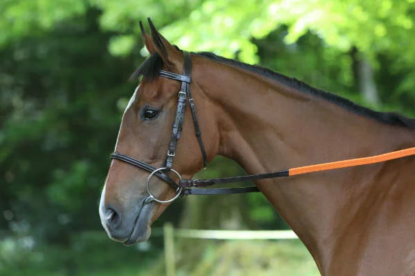 Breeze Up Race Bridle