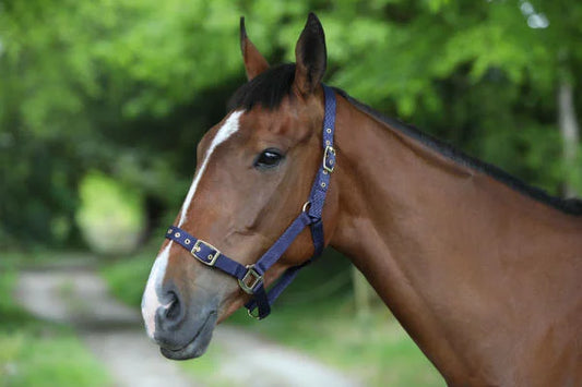 Nylon Headcollar