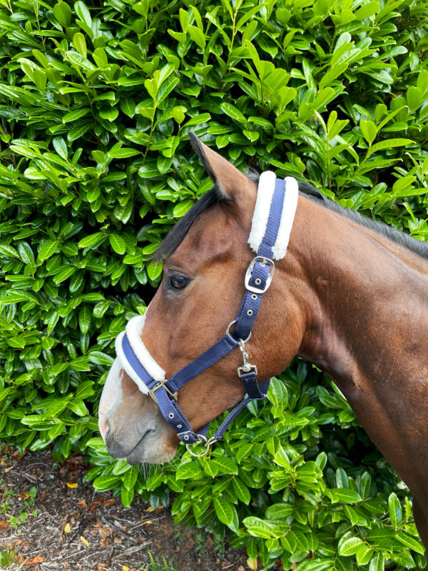 Puissance Nylon Headcollar with Fur