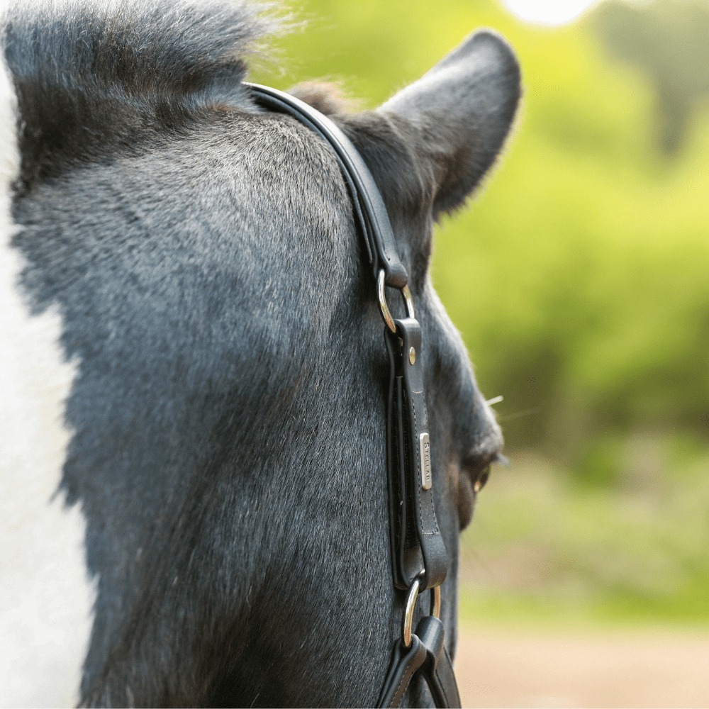 Stellar Headcollar from Equilibrium Products