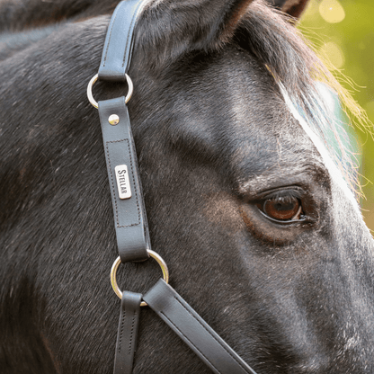 Stellar Headcollar from Equilibrium Products