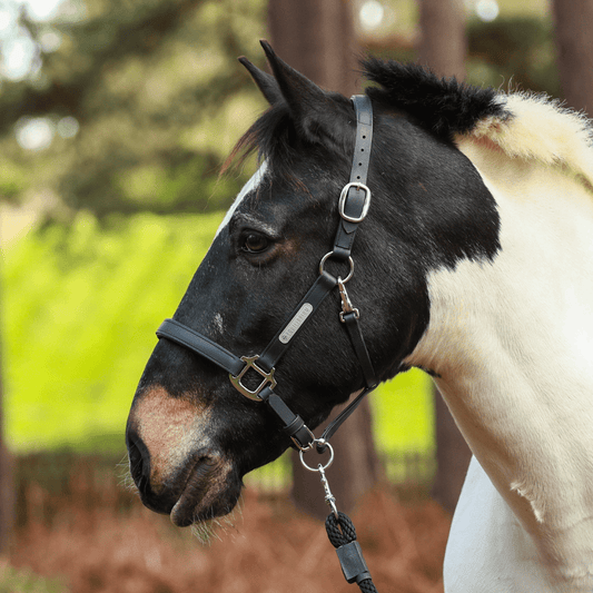 Stellar Headcollar from Equilibrium Products