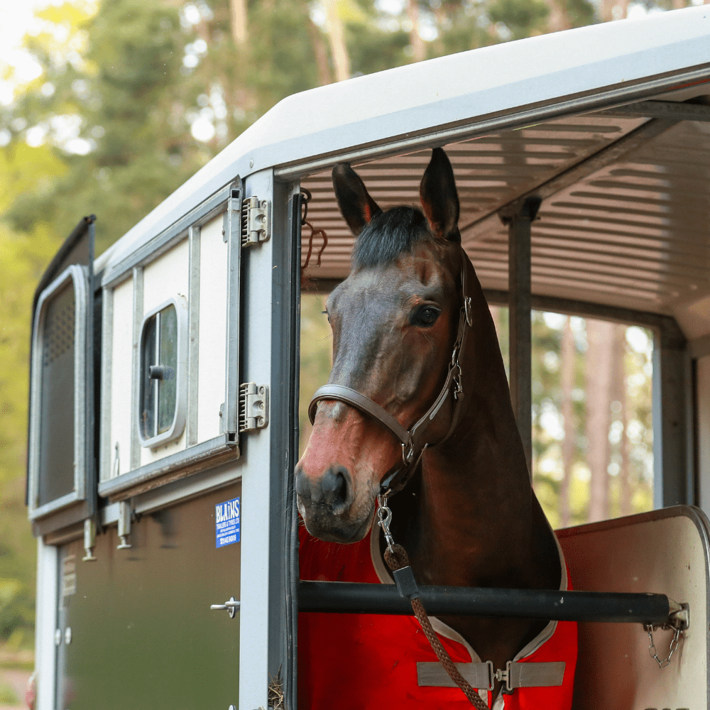 Stellar Headcollar from Equilibrium Products