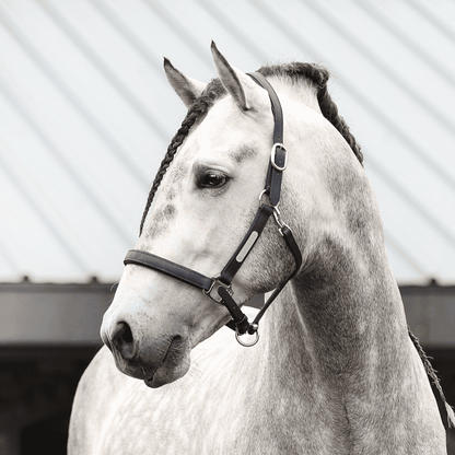 Stellar Headcollar from Equilibrium Products