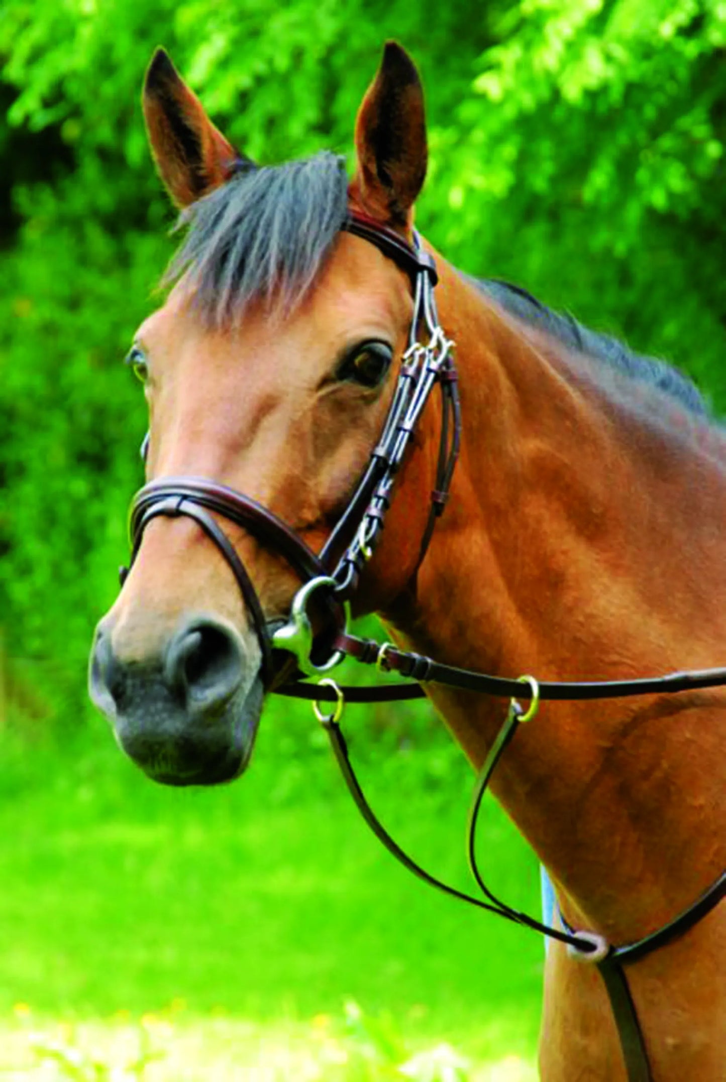 Running Martingale Classic