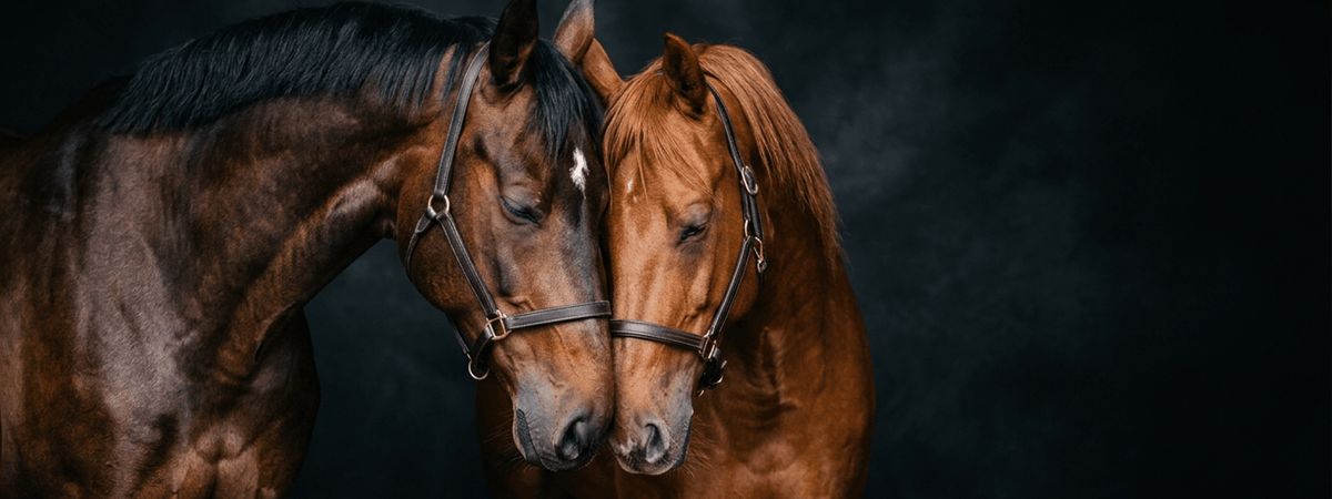ELITE EQUINE
